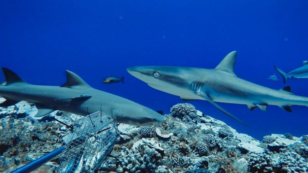 Conservation: Reef sharks are in major decline worldwide