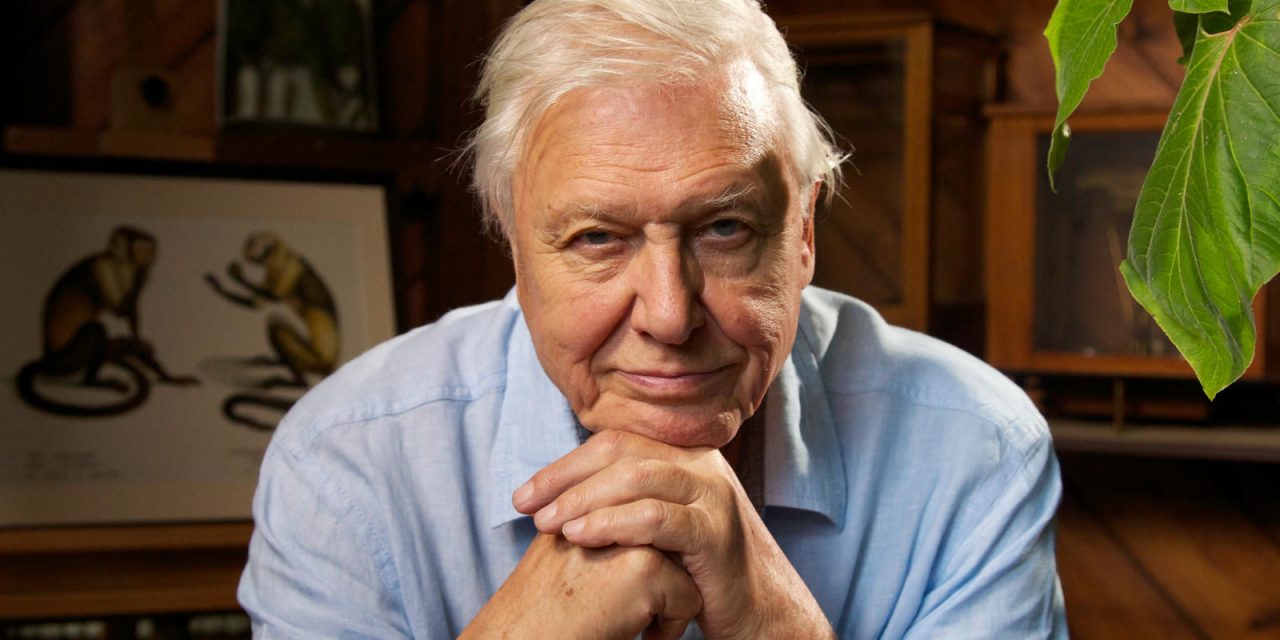 Sir David Attenborough on Joe Biden, Christmas wrapping… and flamingos