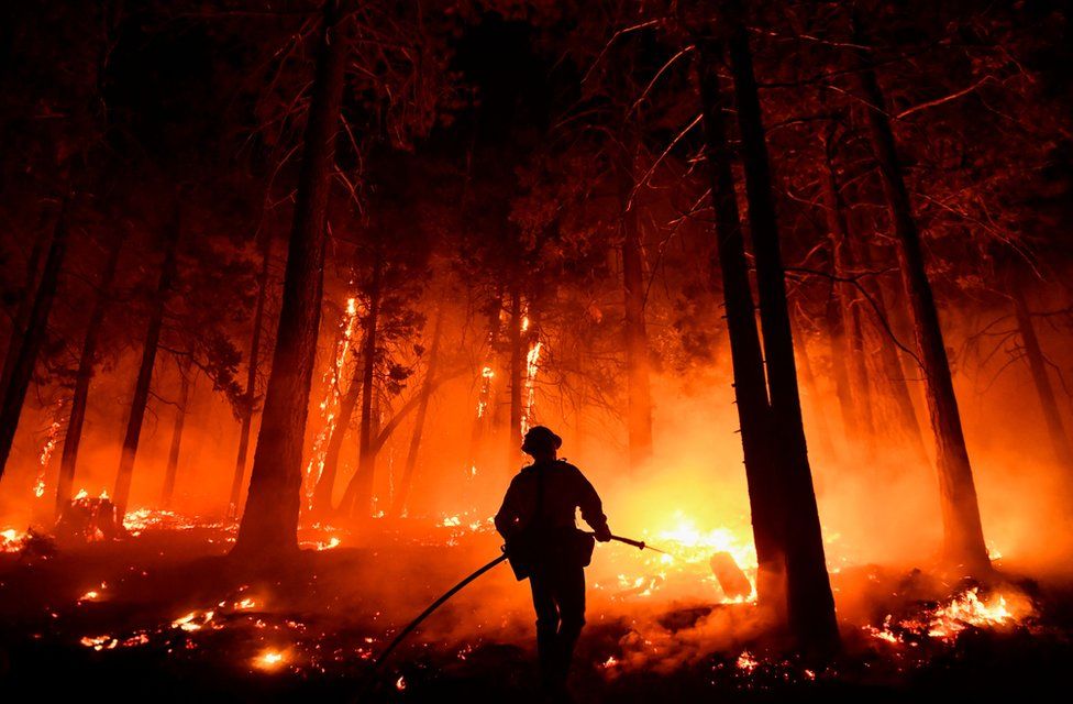 California’s fires threaten to ravage mighty sequoia forests