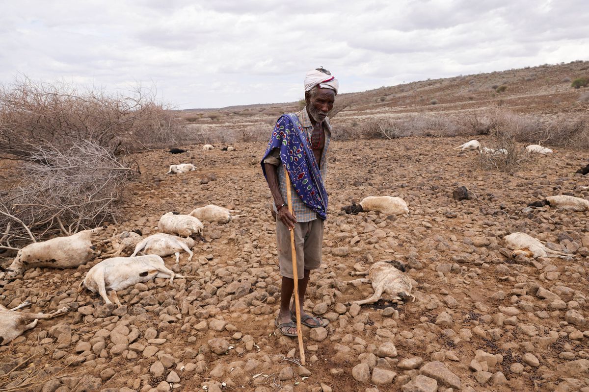 Goats, sheep and livelihoods lost to floods and cold in northern Kenya