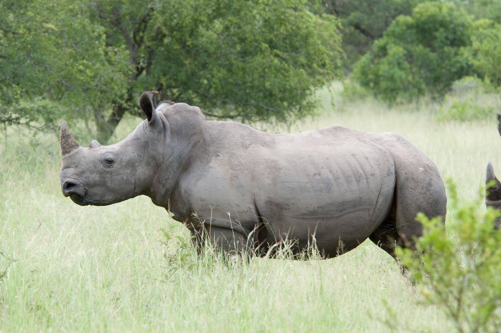 Rhinoceros, One of world’s last two northern white rhinos dropped from race to save the species