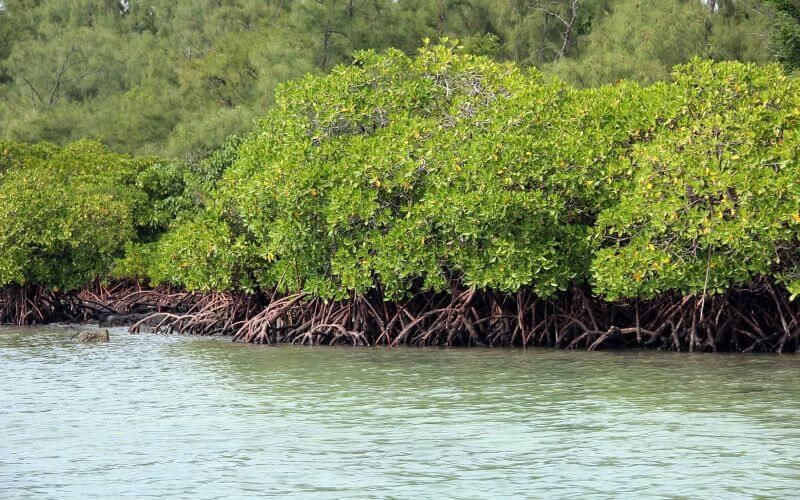 Indonesia aims to get mangrove restoration back on track in 2022