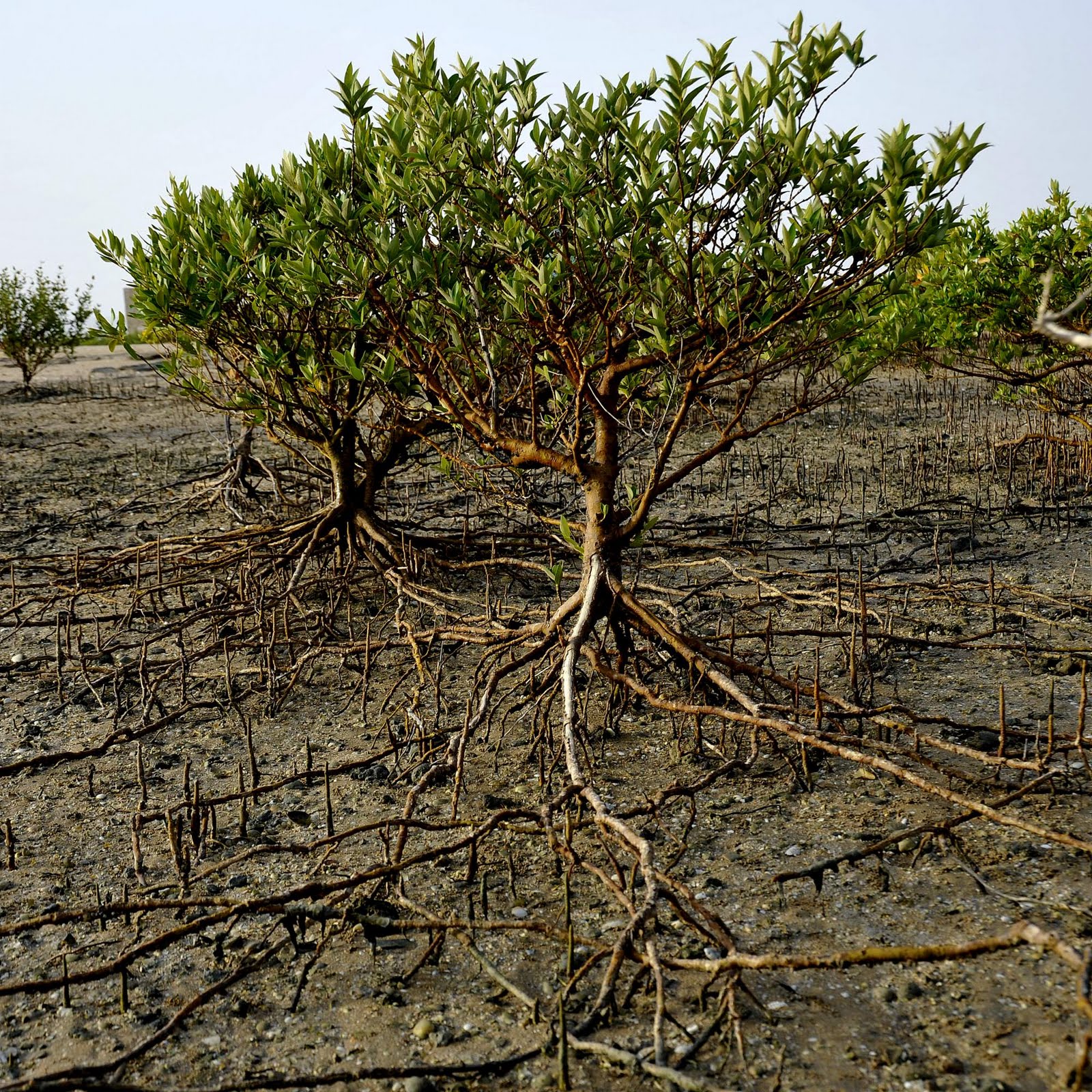 UAE looks to salty, muddy mangroves in climate change fight