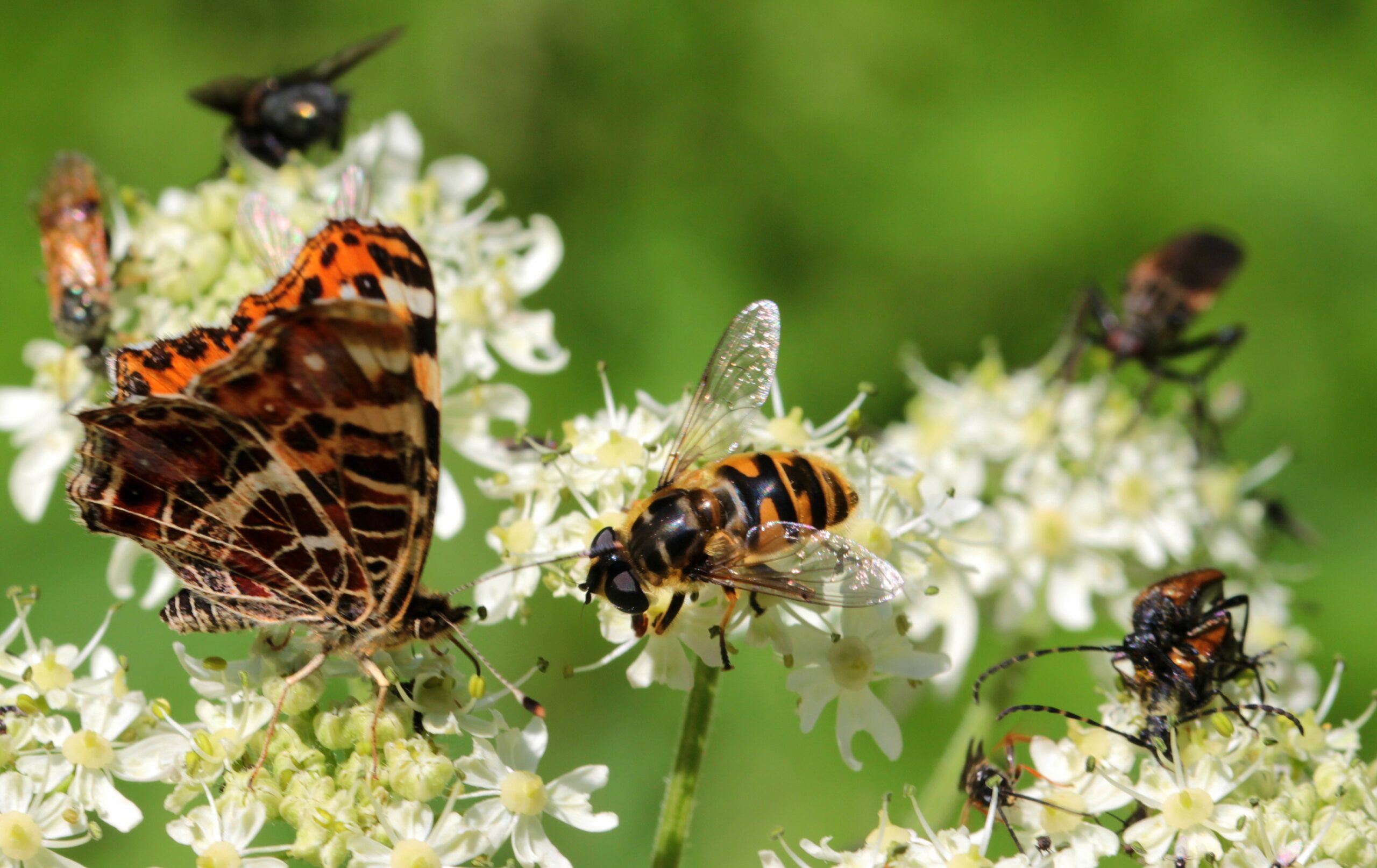 Climate change could lead to ‘widespread chaos’ for insect communities