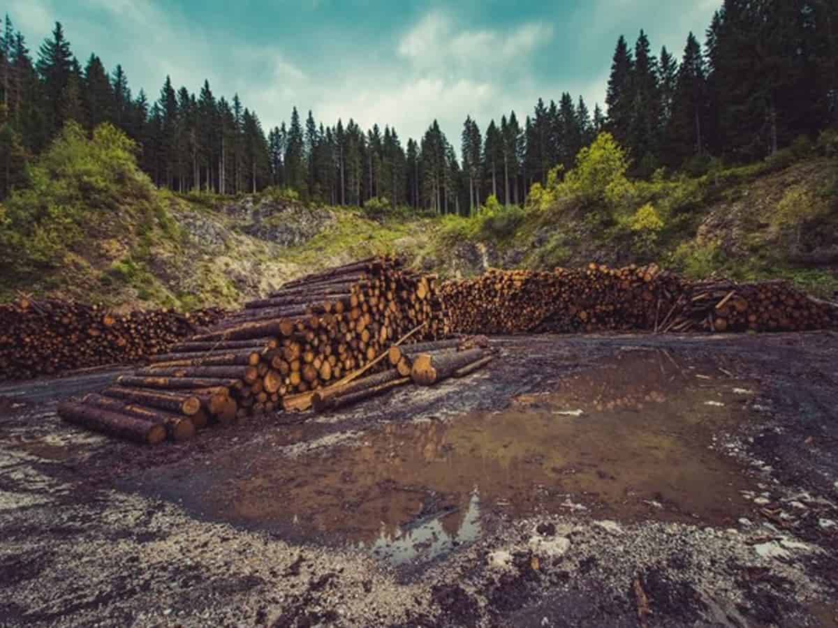 Deforestation in Brazil’s Amazon fell 66% in July